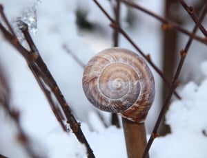 garden snail thumbnail