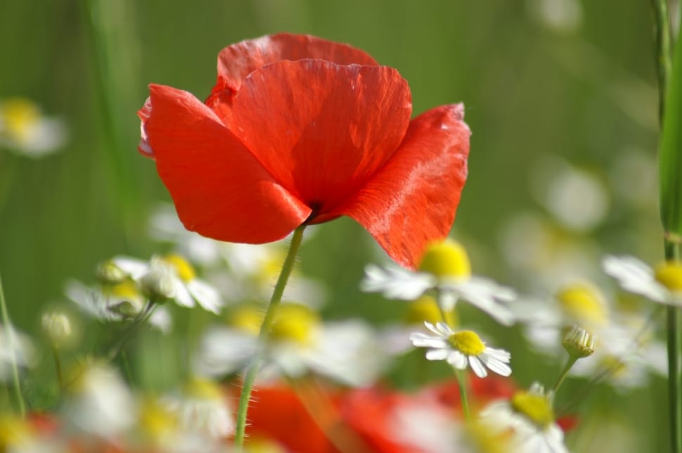 Red, Poppy, Country, Flowers, Field, flower, plant preview