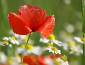 Red, Poppy, Country, Flowers, Field, flower, plant thumbnail