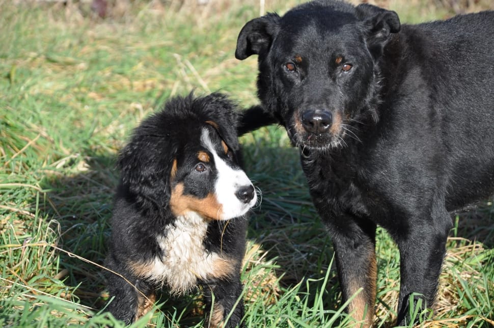 Dog, Bernese Mountain Dog, Big Dog, dog, domestic animals preview