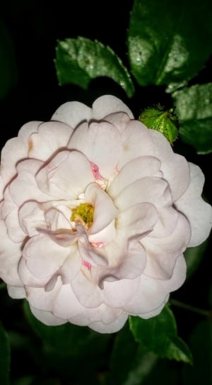 pink cluster petal flower thumbnail