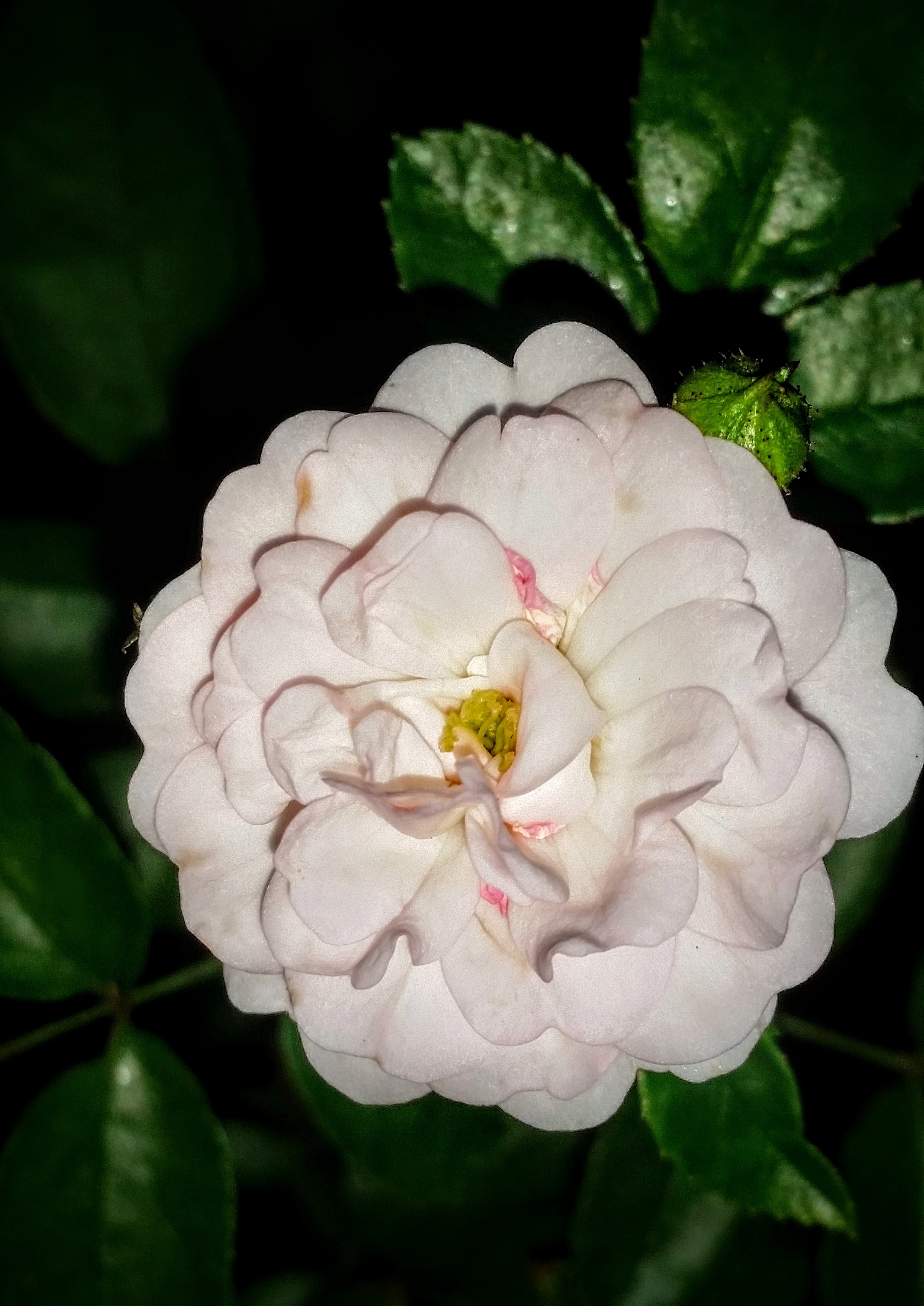 pink cluster petal flower