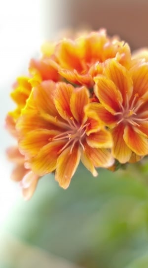 shallow focus photography of flower thumbnail