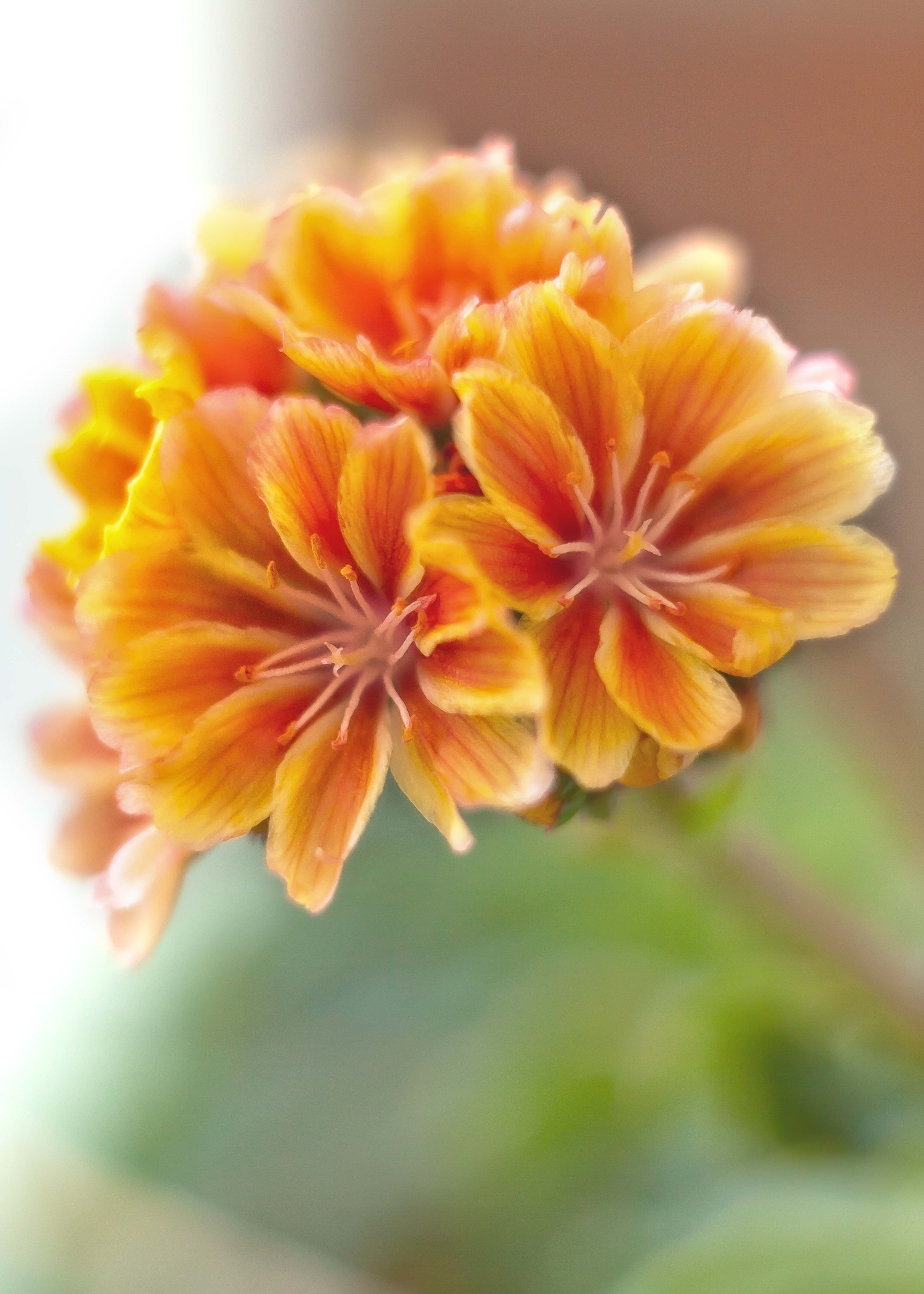shallow focus photography of flower