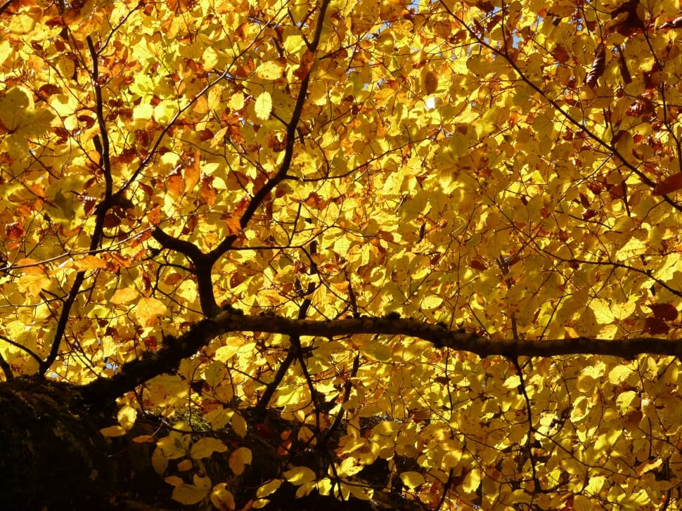 ground shot of yellow leaves tree preview