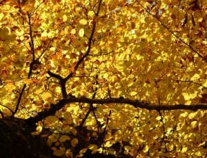 ground shot of yellow leaves tree thumbnail
