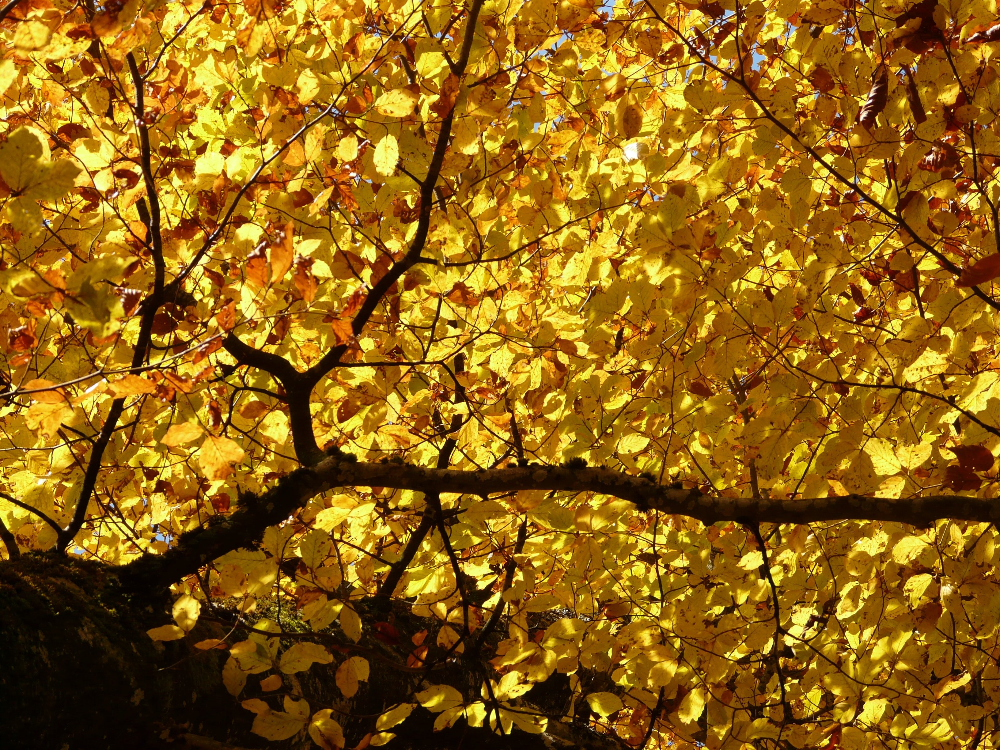 ground shot of yellow leaves tree