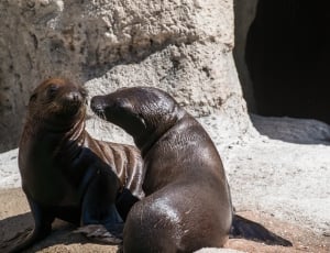 two black seal on rock thumbnail
