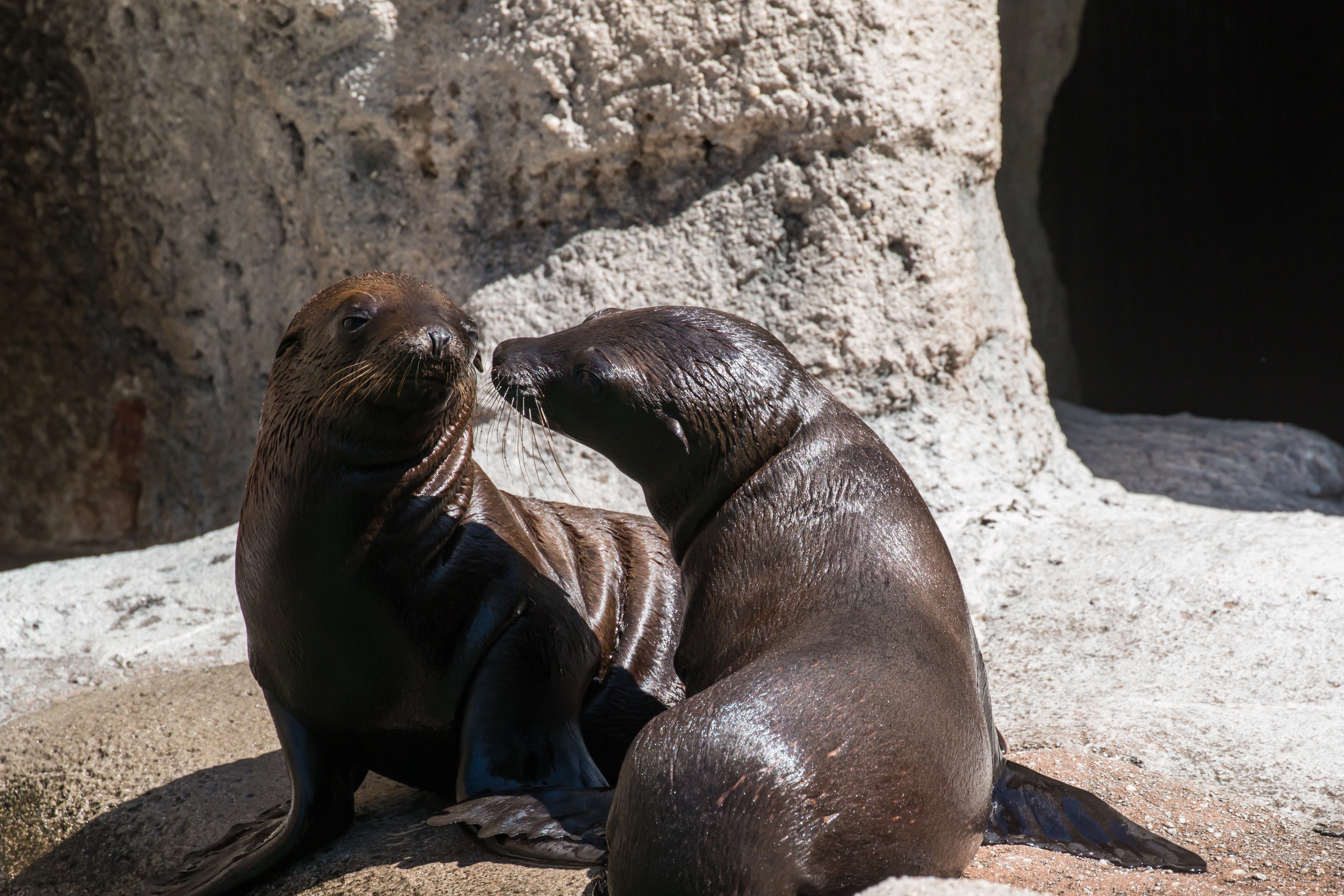 two black seal on rock