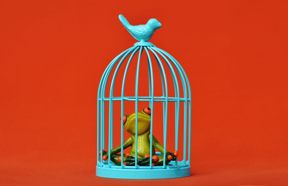 Frog, Sad, Funny, Imprisoned, Fig, Cage, single object, no people preview