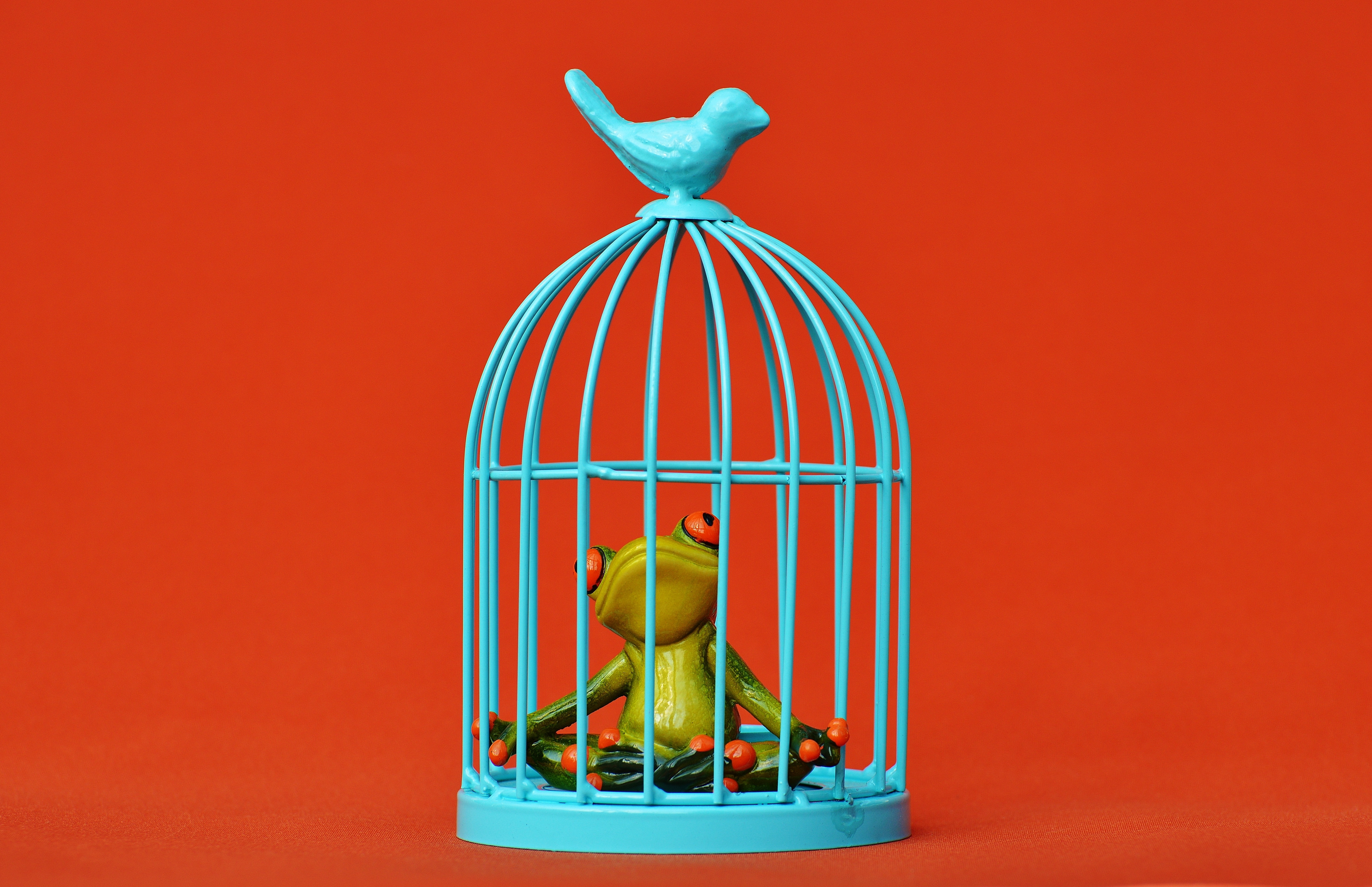 Frog, Sad, Funny, Imprisoned, Fig, Cage, single object, no people