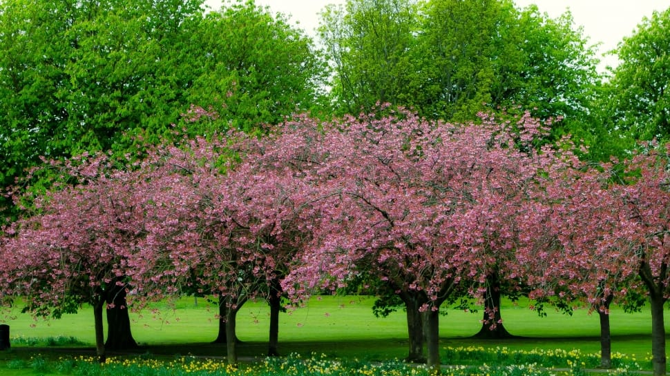 pink and green leaved trees during daytime preview
