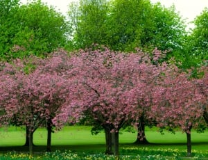 pink and green leaved trees during daytime thumbnail