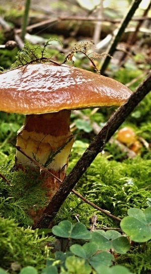 moss and brown mushroom thumbnail