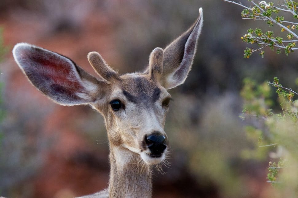 Mule Deer, Wildlife, Nature, Male, one animal, animal wildlife preview