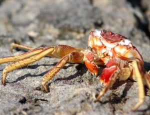 red crab thumbnail