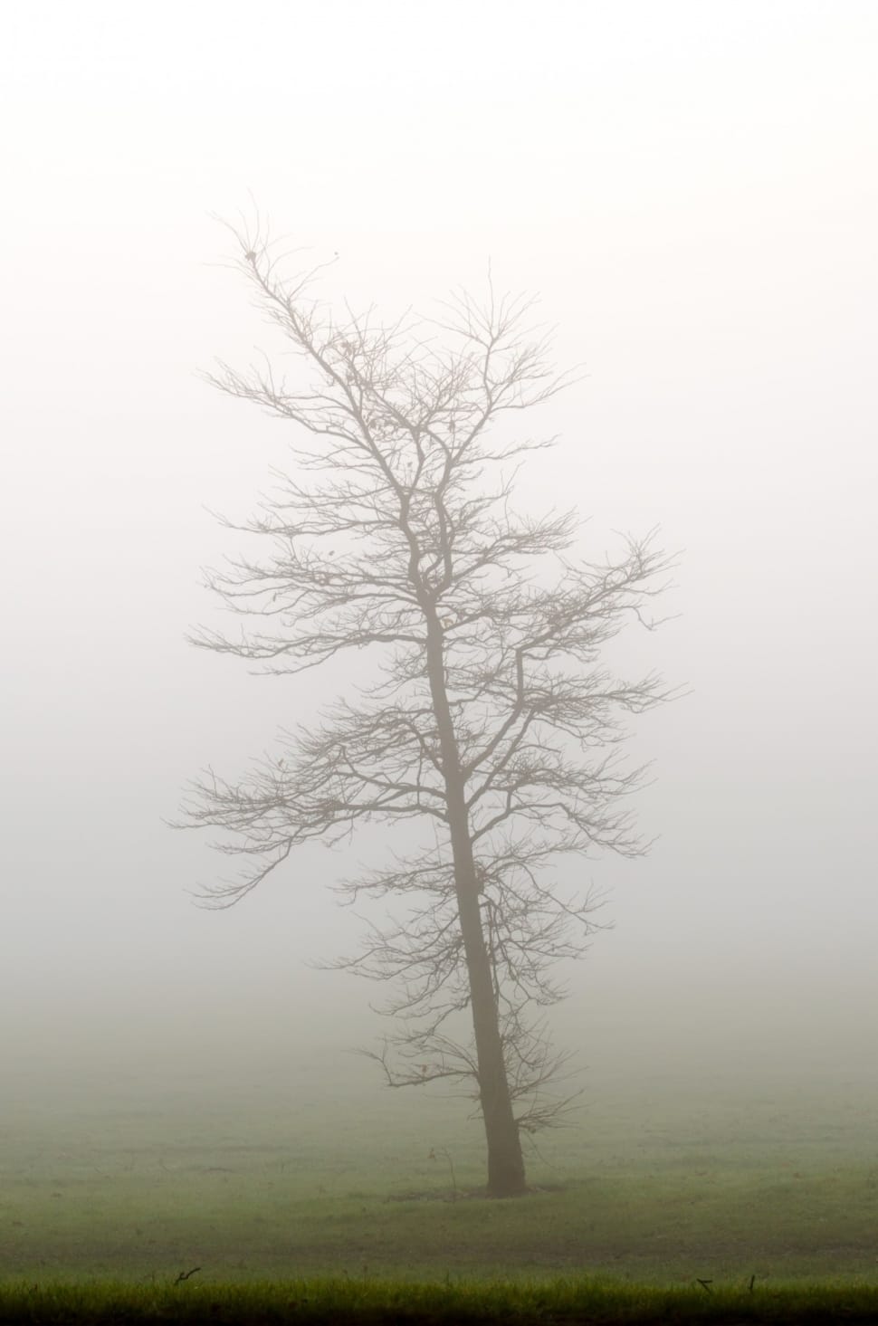 Trees, Fog, Tree, Weather, Seasons, fog, tranquility preview