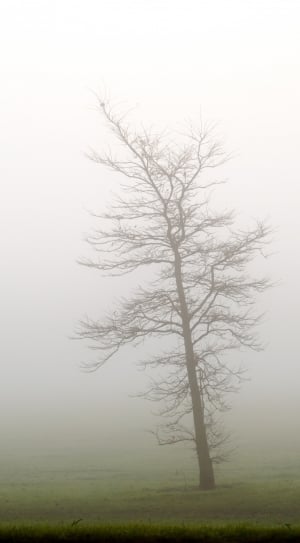 Trees, Fog, Tree, Weather, Seasons, fog, tranquility thumbnail