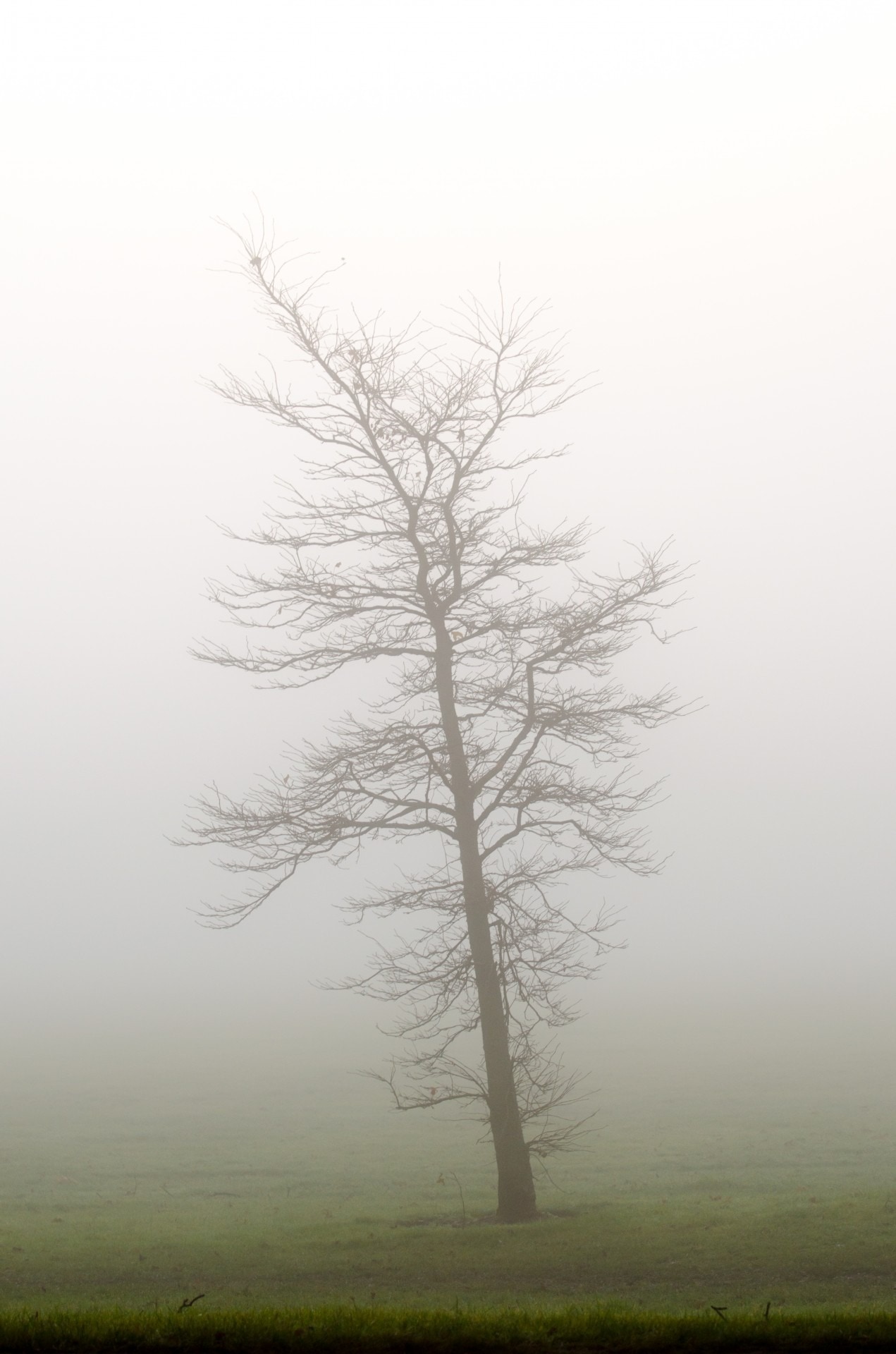 Trees, Fog, Tree, Weather, Seasons, fog, tranquility