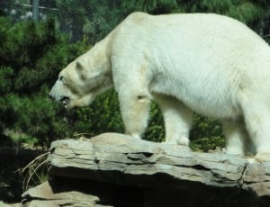 polar bear thumbnail