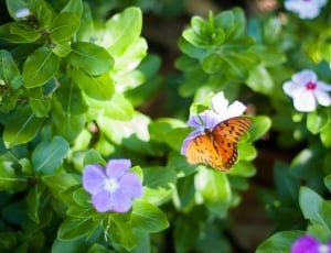 gulf fritillary butterfly on purple flowers during daytime thumbnail