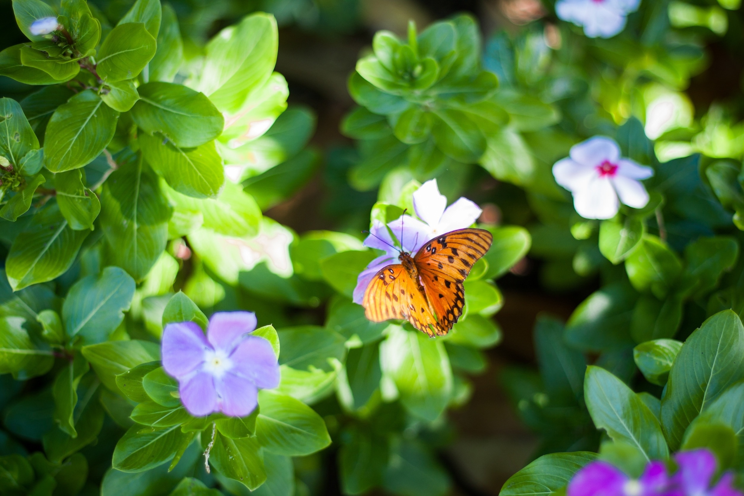 gulf fritillary butterfly on purple flowers during daytime