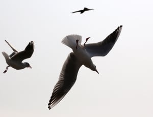 3 gulls thumbnail