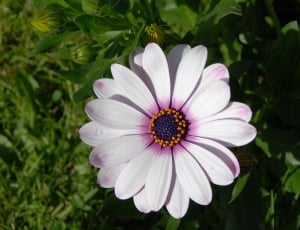 white and pink cluster petaled flower thumbnail