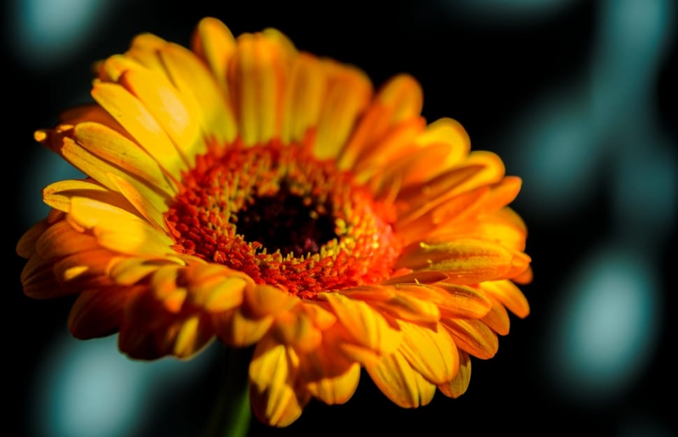 yellow and red flower preview