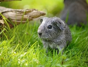 Guinea Pig, Smooth Hair, Young Animal, one animal, grass thumbnail