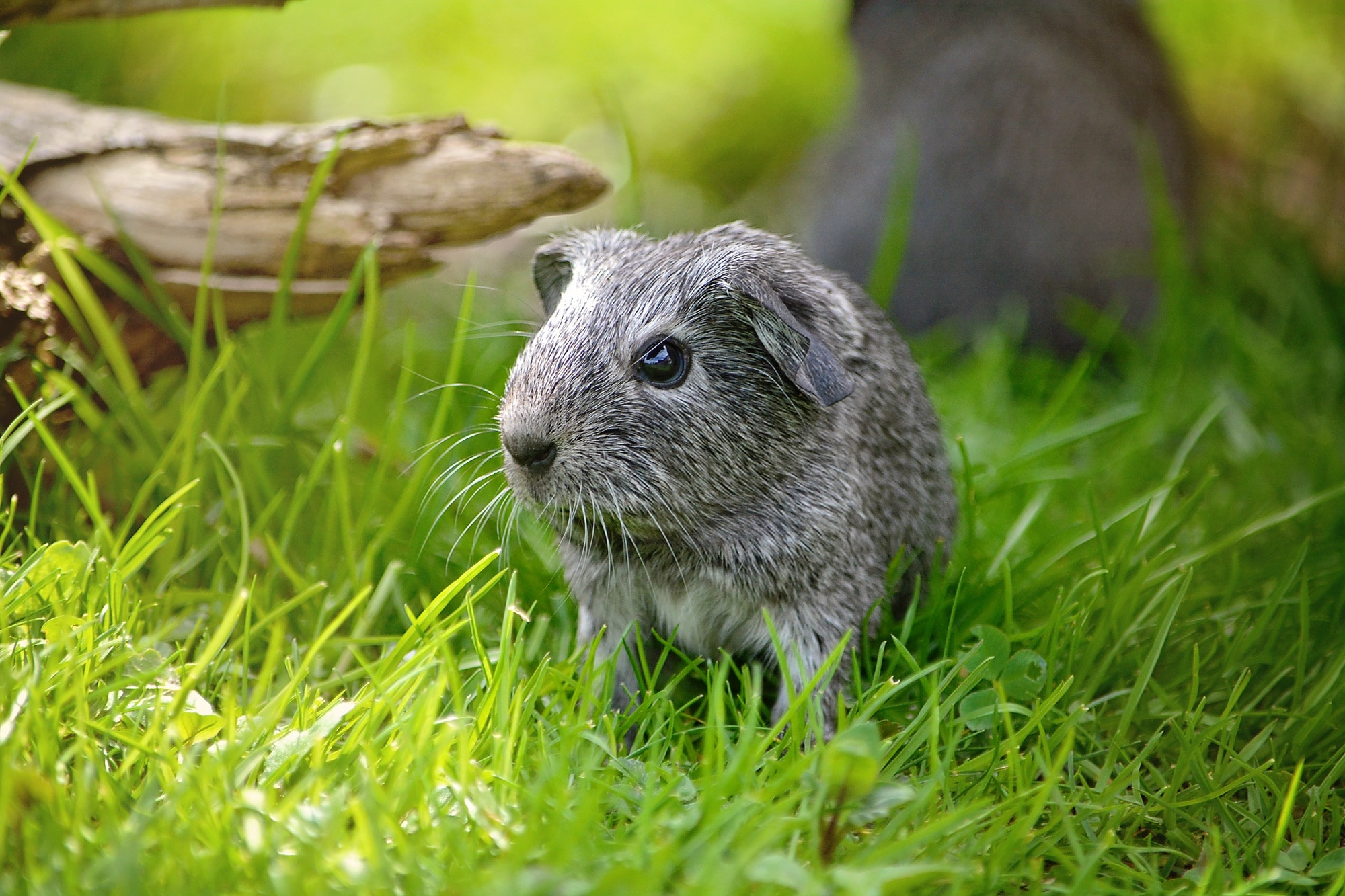 Guinea Pig, Smooth Hair, Young Animal, one animal, grass