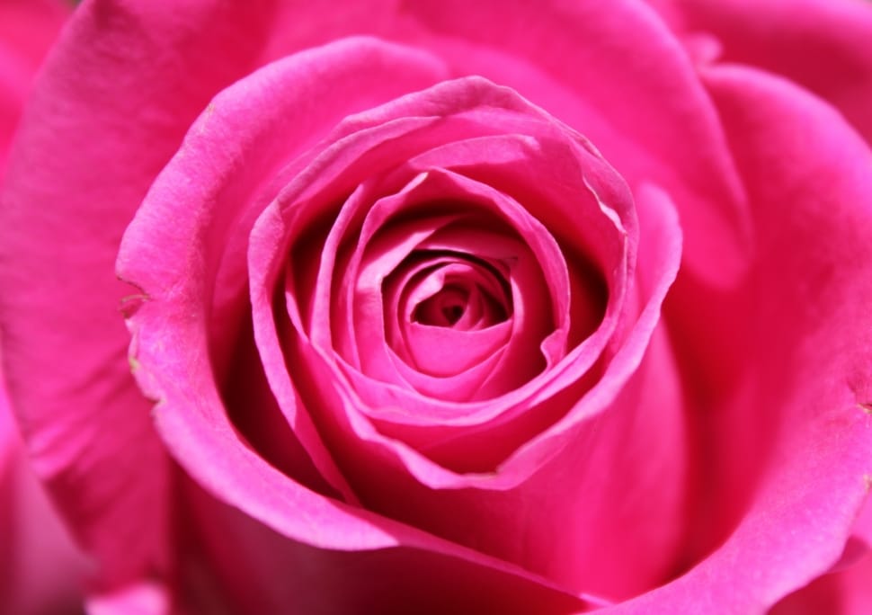 Nature, Flower, Rose, Love, Petal, Pink, flower, rose - flower preview