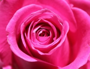 Nature, Flower, Rose, Love, Petal, Pink, flower, rose - flower thumbnail