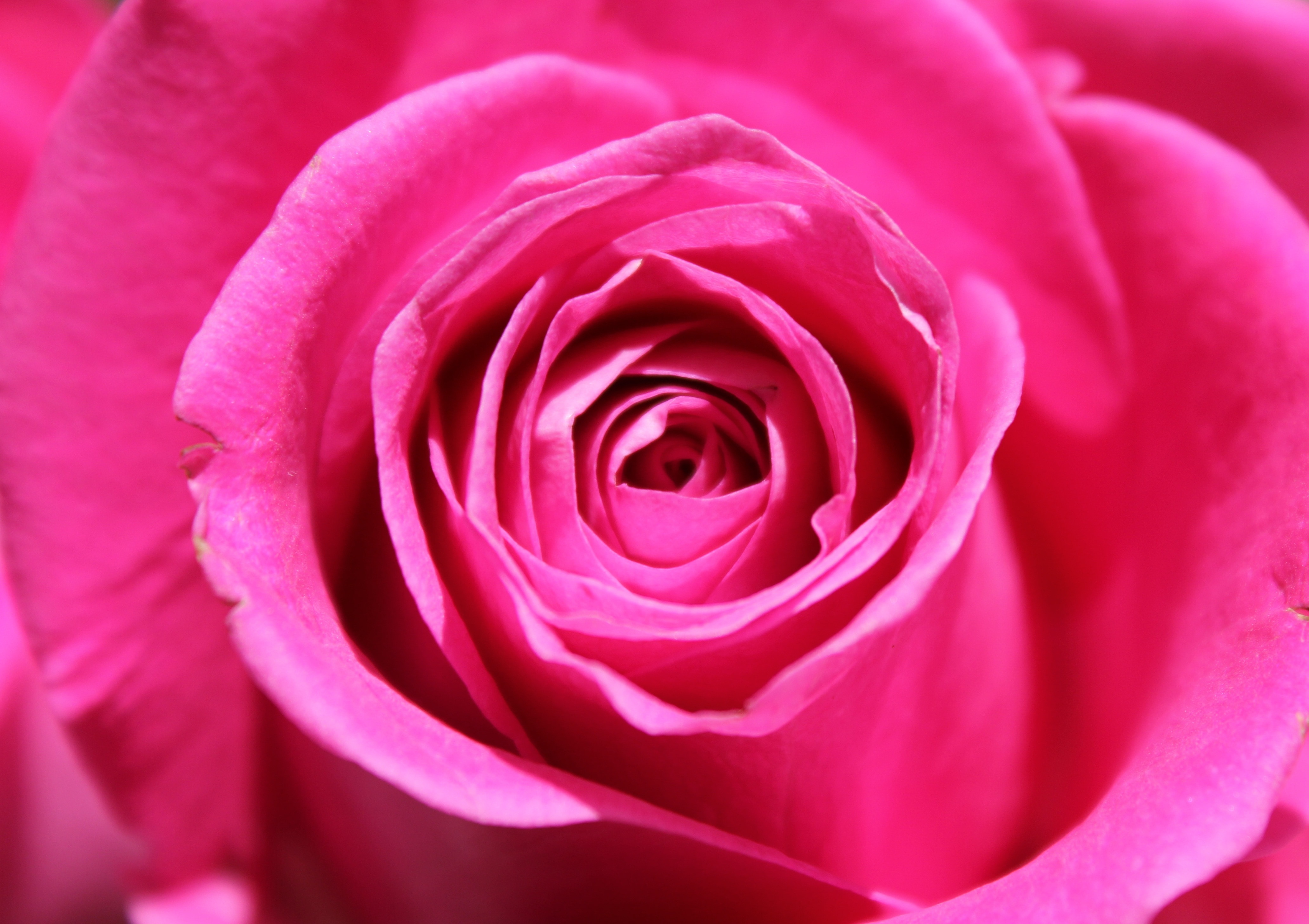 Nature, Flower, Rose, Love, Petal, Pink, flower, rose - flower