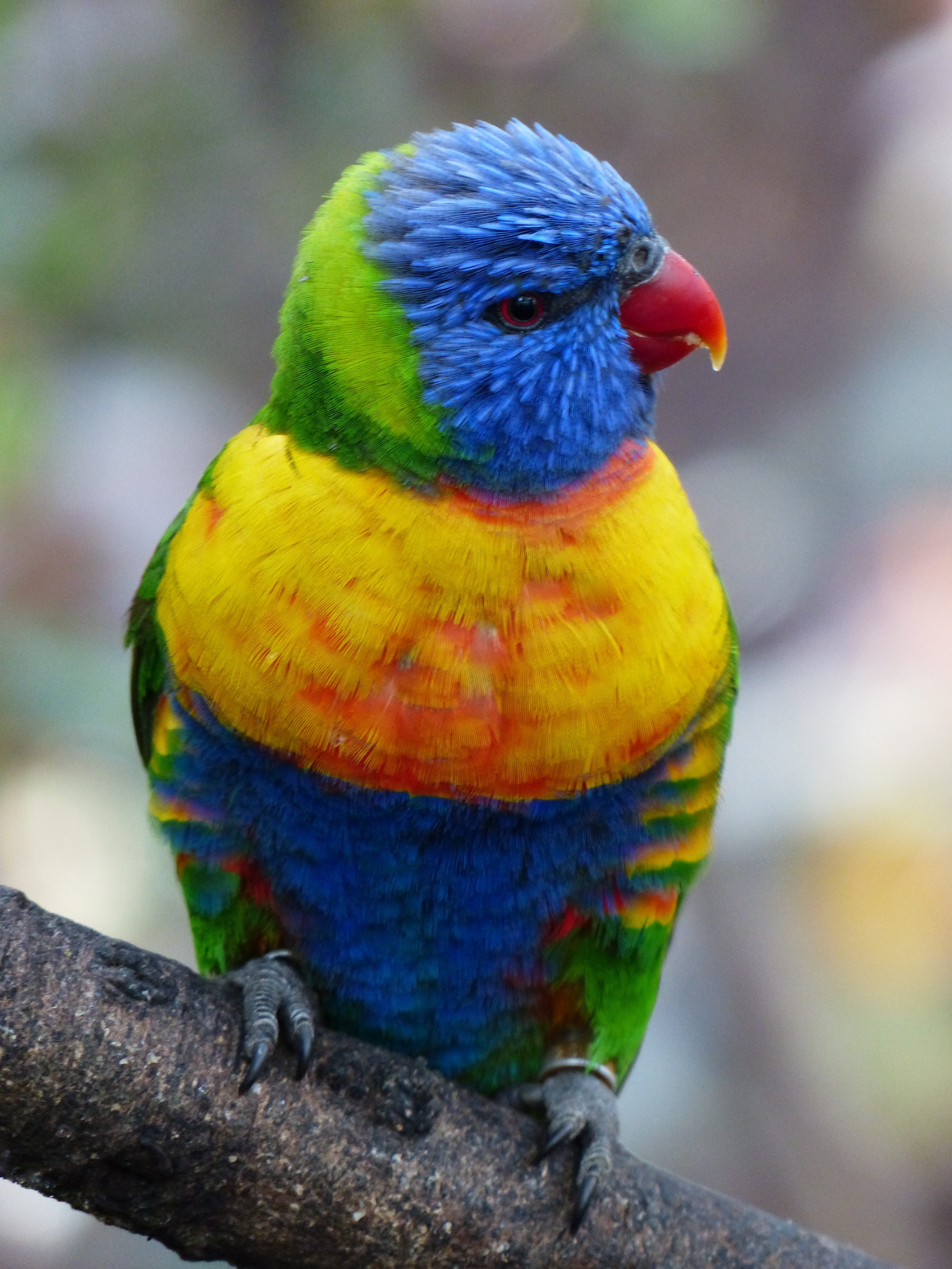 Lorikeet, Lori, Parrot, Bird, Loriinae, rainbow lorikeet, animal themes