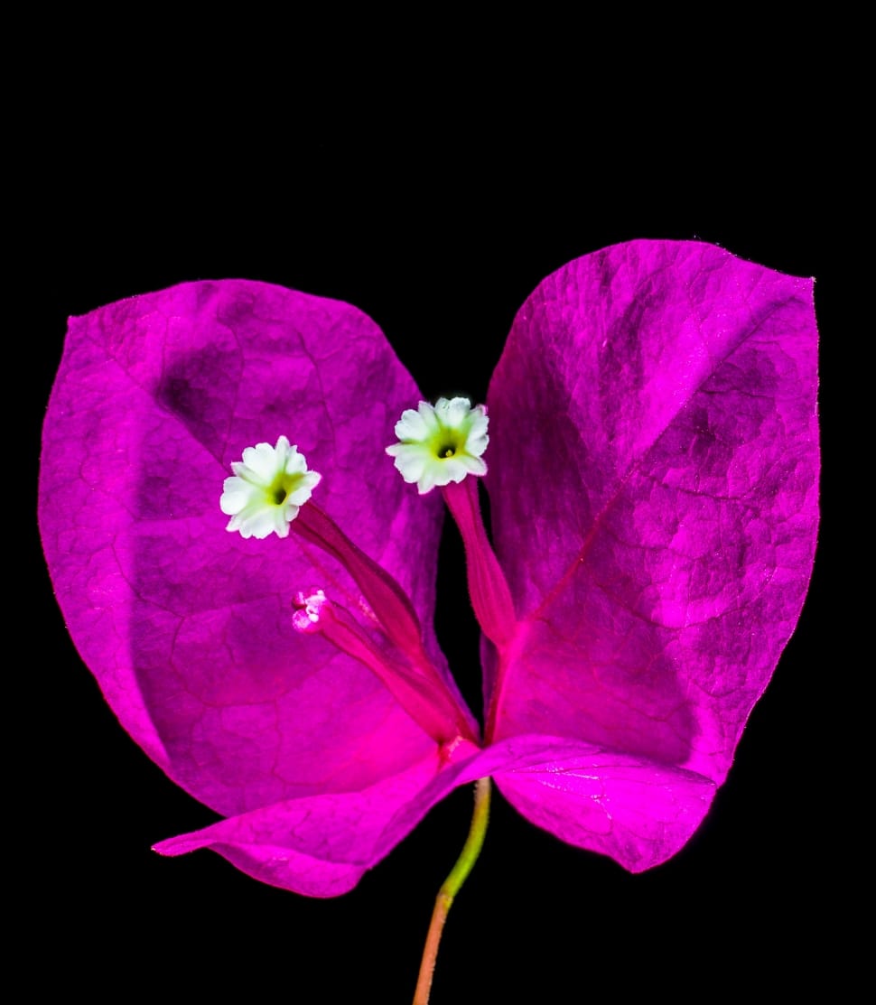 pink bougainvillea preview