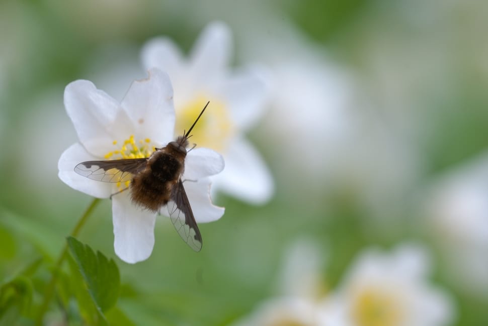 shallow focus photography of brown bee on white petaled flower during daytime preview