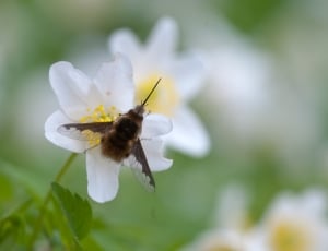 shallow focus photography of brown bee on white petaled flower during daytime thumbnail