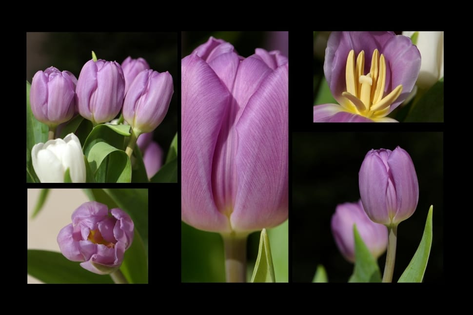 purple tulip preview