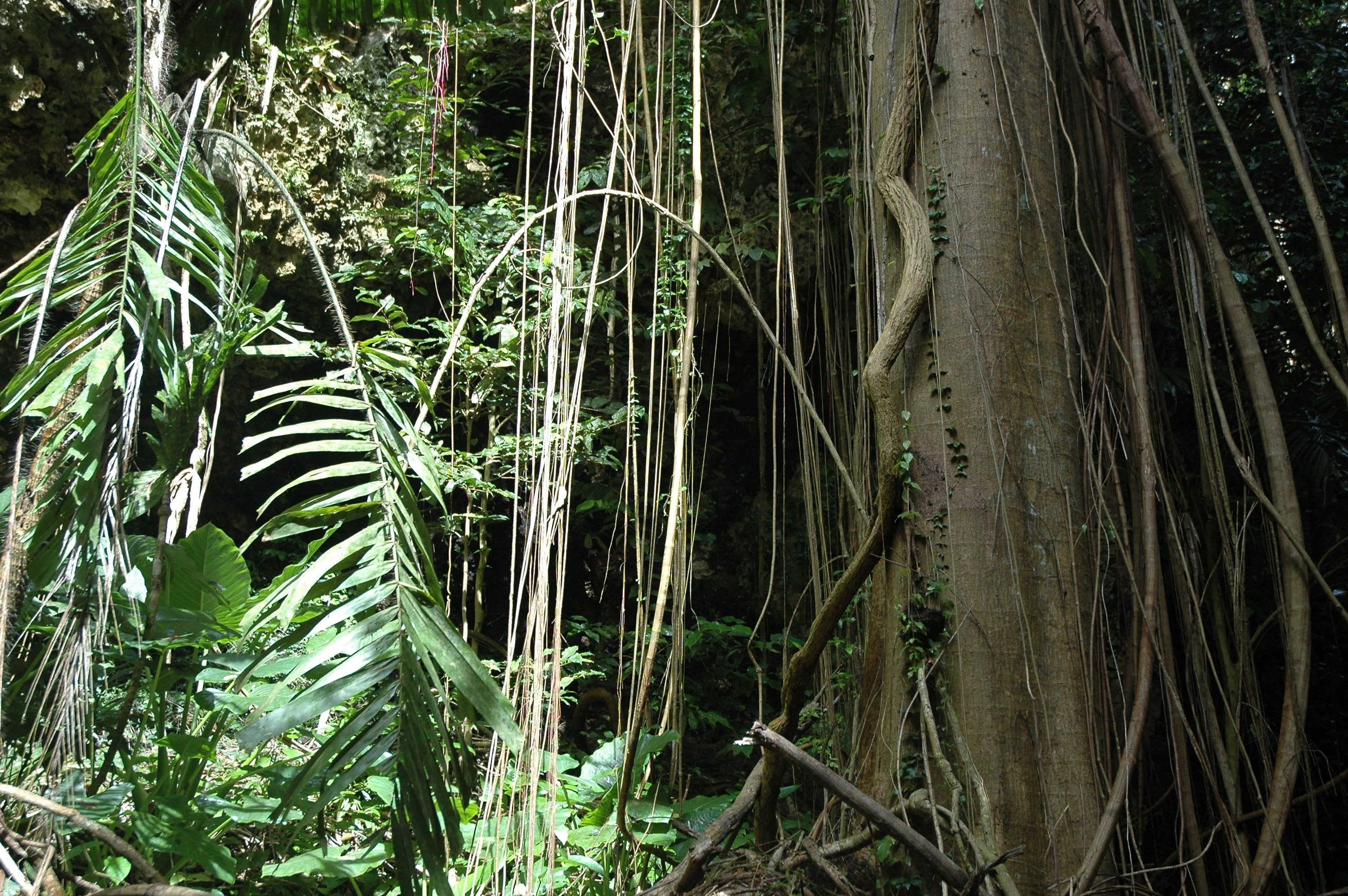 Лианы в джунглях