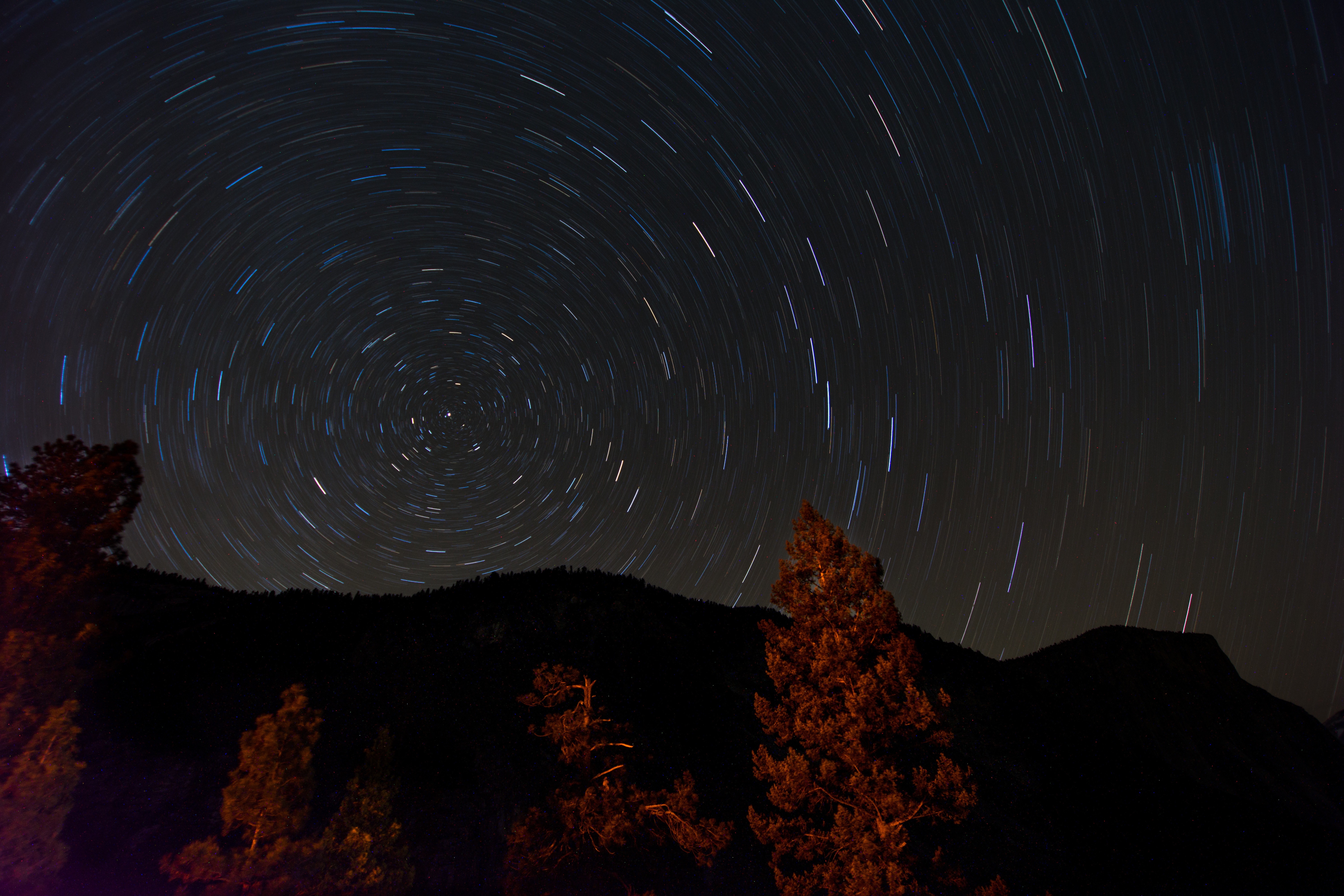 trees and starry night sky