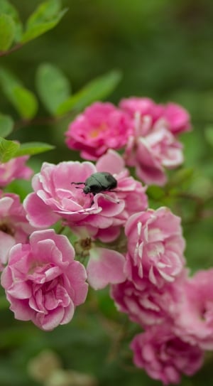black dung beetle on pink petaled flowers thumbnail