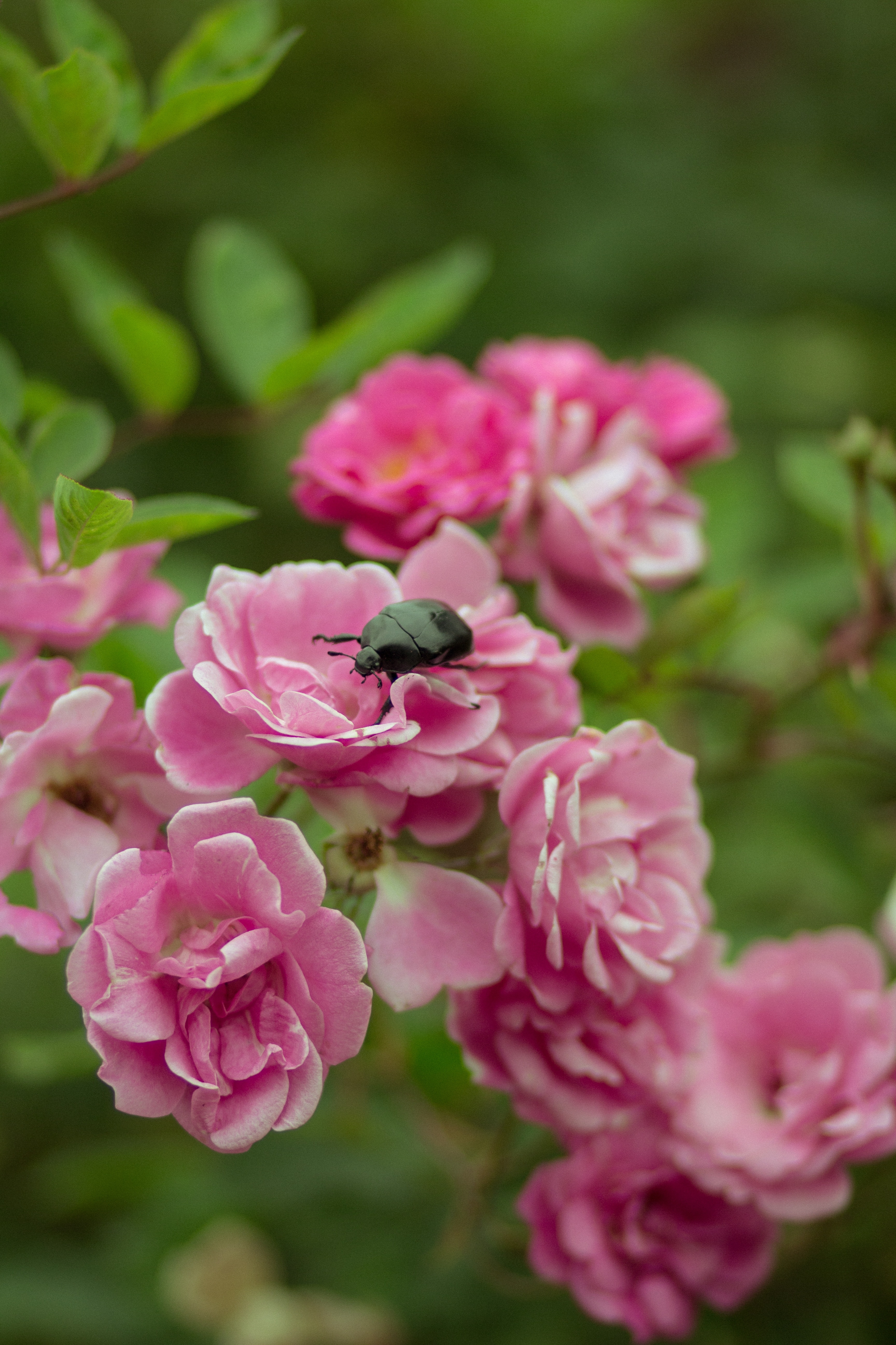black dung beetle on pink petaled flowers