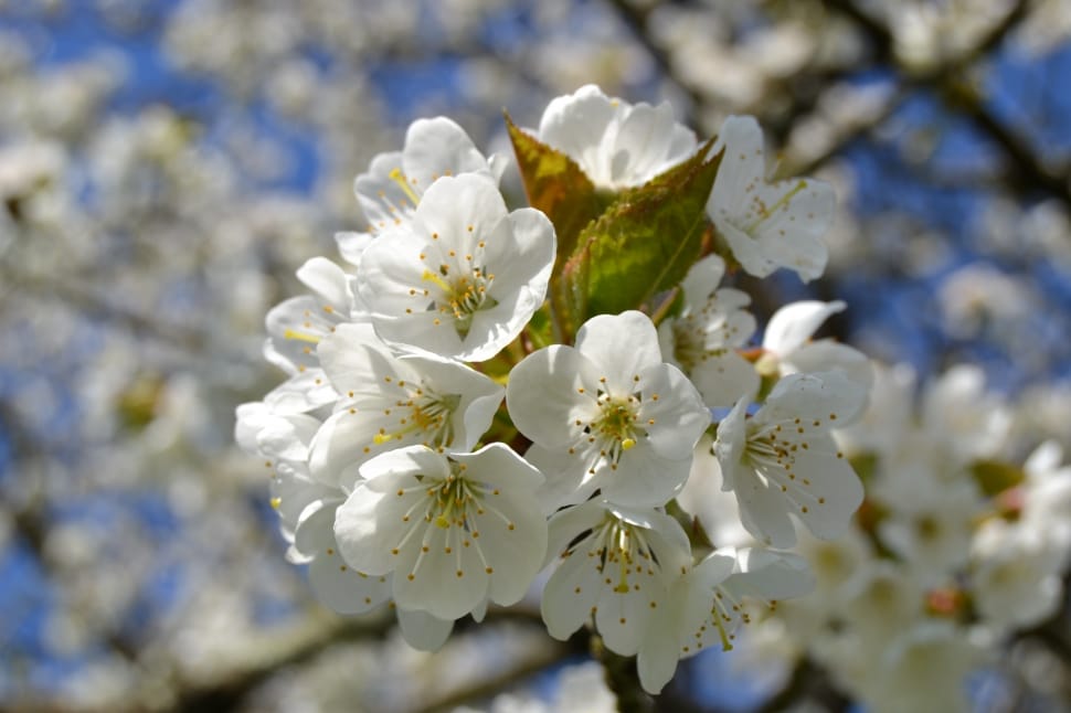 Nature, White, Cherry Blossom, Cherry, flower, fragility preview