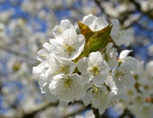 Nature, White, Cherry Blossom, Cherry, flower, fragility thumbnail