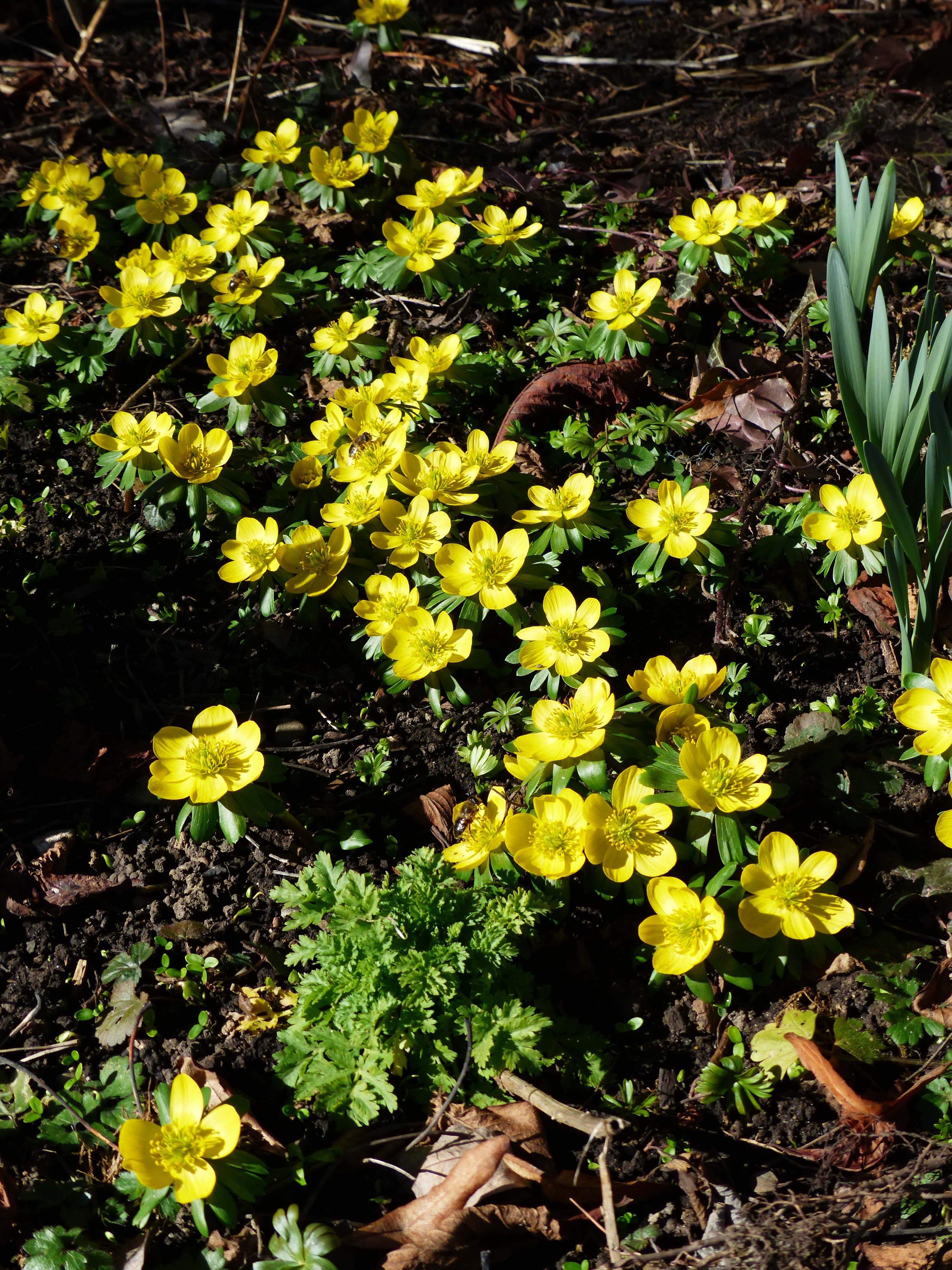 Flower, Blossom, Winter Linge, Bloom, flower, yellow