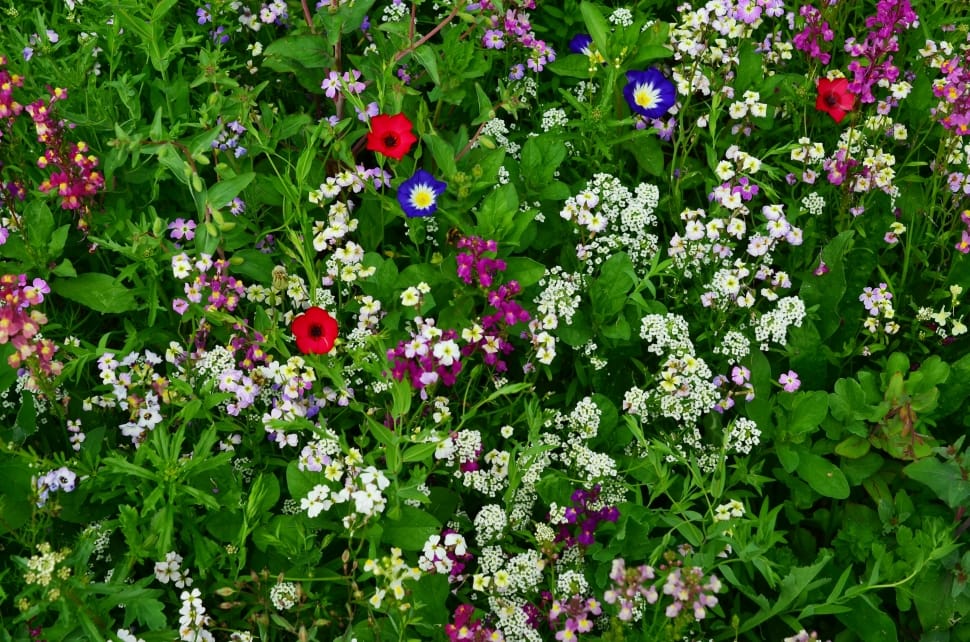 white purple blue and red flower lot preview