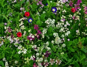 white purple blue and red flower lot thumbnail