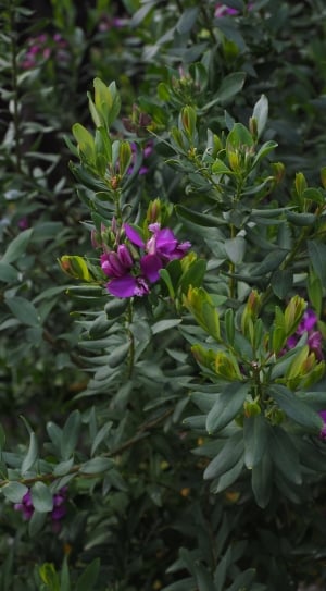 purple petaled  flower thumbnail