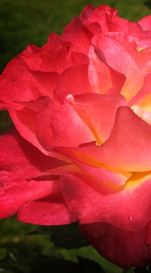 Orange, Rose, Deep-Pink, Flower, Floral, flower, petal thumbnail